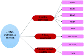 Graphical abstract: Analysis of genome-wide in cell free DNA methylation: progress and prospect