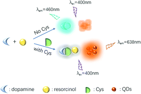 Graphical abstract: Modulating an in situ fluorogenic reaction for the label-free ratiometric detection of biothiols