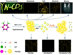 Graphical abstract: Ultrasensitive fluorometric determination of iron(iii) and inositol hexaphosphate in cancerous and bacterial cells by using carbon dots with bright yellow fluorescence