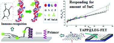 Graphical abstract: Study of porphyrin-modified liquid exfoliated graphene field-effect transistors for evaluating DNA methylation degree