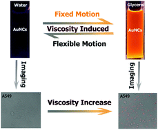 Graphical abstract: Viscosity-sensitive thiolated gold nanoclusters with diffusion-controlled emission for intracellular viscosity imaging