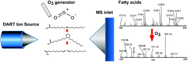 Graphical abstract: Carbon–carbon double bond position elucidation in fatty acids using ozone-coupled direct analysis in real time mass spectrometry