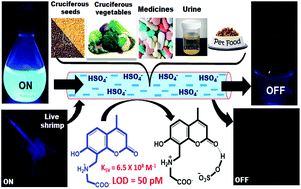 Graphical abstract: Estimation of bisulfate in edible plant foods, dog urine, and drugs: picomolar level detection and bio-imaging in living organisms