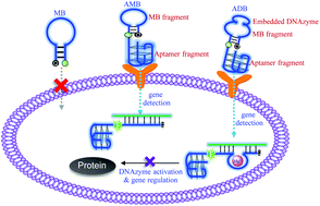 Graphical abstract: An aptamer-tethered, DNAzyme-embedded molecular beacon for simultaneous detection and regulation of tumor-related genes in living cells