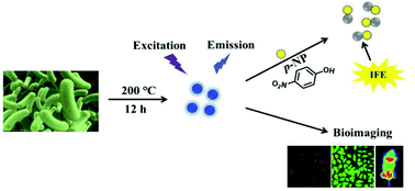 Graphical abstract: Bacteria-derived fluorescent carbon dots for highly selective detection of p-nitrophenol and bioimaging