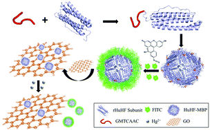 Graphical abstract: Re-designing ferritin nanocages for mercuric ion detection