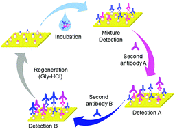 Graphical abstract: Sequential sandwich immunoassay for simultaneous detection in trace samples using single-channel surface plasmon resonance