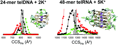 Graphical abstract: DNA and RNA telomeric G-quadruplexes: what topology features can be inferred from ion mobility mass spectrometry?