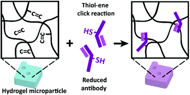 Graphical abstract: Linker-free antibody conjugation for sensitive hydrogel microparticle-based multiplex immunoassay