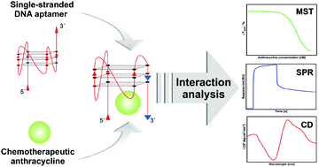 Graphical abstract: Binding affinity data of DNA aptamers for therapeutic anthracyclines from microscale thermophoresis and surface plasmon resonance spectroscopy