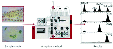 Graphical abstract: A systematic review of analytical methods for the detection and quantification of β-N-methylamino-l-alanine (BMAA)