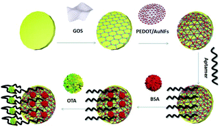 Graphical abstract: Ultrasensitive electrochemical detection of ochratoxin A based on signal amplification by one-pot synthesized flower-like PEDOT–AuNFs supported on a graphene oxide sponge