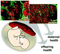 Graphical abstract: Nano-analytical characterization of endogenous minerals in healthy placental tissue: mineral distribution, composition and ultrastructure