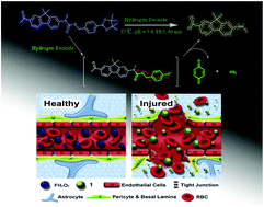 Graphical abstract: Development of a ratiometric two-photon fluorescent probe for imaging of hydrogen peroxide in ischemic brain injury