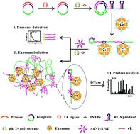 Graphical abstract: Construction of a DNA-AuNP-based satellite network for exosome analysis