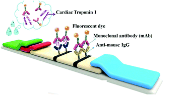 Graphical abstract: A paper microfluidics-based fluorescent lateral flow immunoassay for point-of-care diagnostics of non-communicable diseases