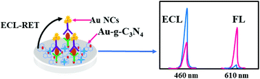 Graphical abstract: A wavelength-resolved electrochemiluminescence resonance energy transfer ratiometric immunosensor for detection of cardiac troponin I