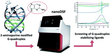 Graphical abstract: Screening of DNA G-quadruplex stabilizing ligands by nano differential scanning fluorimetry