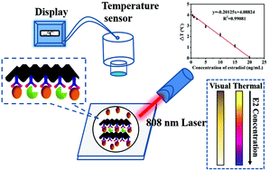 Graphical abstract: Establishment of an immunofiltration strip for the detection of 17β-estradiol based on the photothermal effect of black phosphorescence