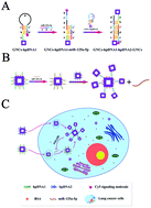 Graphical abstract: Quantitative and specific detection of cancer-related microRNAs in living cells using surface-enhanced Raman scattering imaging based on hairpin DNA-functionalized gold nanocages