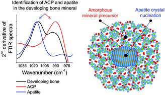 Graphical abstract: Fourier transform infrared spectroscopy of developing bone mineral: from amorphous precursor to mature crystal