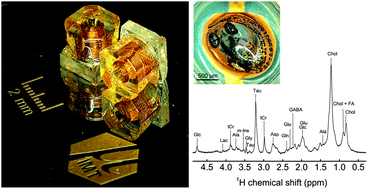 Graphical abstract: Inductively coupled magic angle spinning microresonators benchmarked for high-resolution single embryo metabolomic profiling