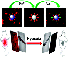 Graphical abstract: A carbon dot-based fluorescent nanoprobe for the associated detection of iron ions and the determination of the fluctuation of ascorbic acid induced by hypoxia in cells and in vivo