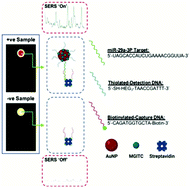 Graphical abstract: Detection of cardiovascular disease associated miR-29a using paper-based microfluidics and surface enhanced Raman scattering