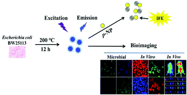 Graphical abstract: Applications of hydrothermal synthesis of Escherichia coli derived carbon dots in in vitro and in vivo imaging and p-nitrophenol detection