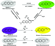 Graphical abstract: An intramolecular charge transfer and excited state intramolecular proton transfer based fluorescent probe for highly selective detection and imaging of formaldehyde in living cells