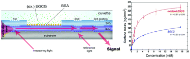 Graphical abstract: Oxidization increases the binding of EGCG to serum albumin revealed by kinetic data from label-free optical biosensor with reference channel