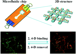 Graphical abstract: Fluorescence detection of 2,4-dichlorophenoxyacetic acid by ratiometric fluorescence imaging on paper-based microfluidic chips