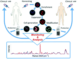 Graphical abstract: Applications of Raman spectroscopy in the development of cell therapies: state of the art and future perspectives