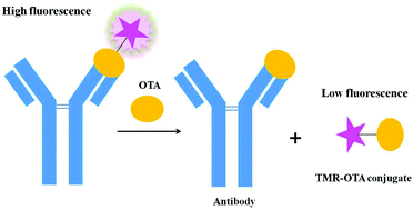Graphical abstract: An immunoassay for ochratoxin A using tetramethylrhodamine-labeled ochratoxin A as a probe based on a binding-induced change in fluorescence intensity