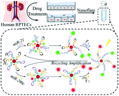 Graphical abstract: A hairpin DNA-fueled nanoflare for simultaneous illumination of two microRNAs in drug-induced nephrotoxic cells with target catalytic recycling amplification