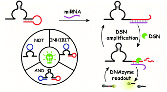 Graphical abstract: The construction of DNAzyme-based logic gates for amplified microRNA detection and cancer recognition
