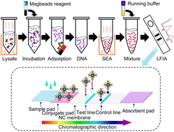 Graphical abstract: Lateral flow fluorescent immunoassay based on isothermal amplification for rapid quantitative detection of Salmonella spp.