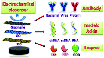 Graphical abstract: Electrochemical biosensors based on antibody, nucleic acid and enzyme functionalized graphene for the detection of disease-related biomolecules