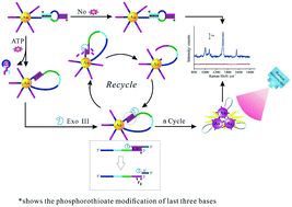 Graphical abstract: Target-activated DNA nanomachines for the ATP detection based on the SERS of plasmonic coupling from gold nanoparticle aggregation