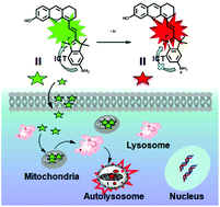 Graphical abstract: A near infrared fluorescent probe based on ICT for monitoring mitophagy in living cells