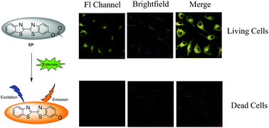 Graphical abstract: A sensitive and rapid “off–on” fluorescent probe for the detection of esterase and its application in evaluating cell status and discrimination of living cells and dead cells