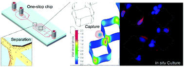 Graphical abstract: The label-free separation and culture of tumor cells in a microfluidic biochip