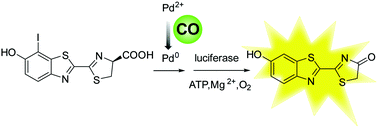 Graphical abstract: Bioluminescence imaging of carbon monoxide in living cells based on a selective deiodination reaction