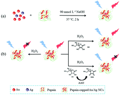 Graphical abstract: A fluorescence “off–on–off” sensing platform based on bimetallic gold/silver nanoclusters for ascorbate oxidase activity monitoring