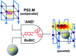 Graphical abstract: Ratiometric fluorescent sensing of the parallel G-quadruplex produced by PS2.M: implications for K+ detection