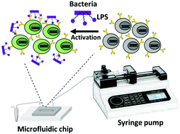 Graphical abstract: An FcεRI-IgE-based genetically encoded microfluidic cell sensor for fast Gram-negative bacterial screening in food samples