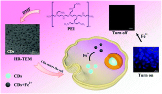 Graphical abstract: A sensitive “ON–OFF” fluorescent probe based on carbon dots for Fe2+ detection and cell imaging