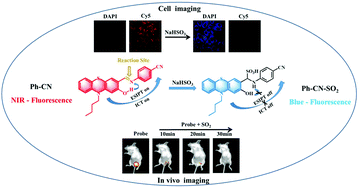 Graphical abstract: A near-infrared ratiometric fluorescent probe based on the C [[double bond, length as m-dash]] N double bond for monitoring SO2 and its application in biological imaging