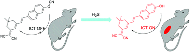 Graphical abstract: The synthesis and bioimaging of a biocompatible hydrogen sulfide fluorescent probe with high sensitivity and selectivity