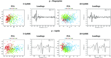 Graphical abstract: Study of the intracellular nanoparticle-based radiosensitization mechanisms in F98 glioma cells treated with charged particle therapy through synchrotron-based infrared microspectroscopy